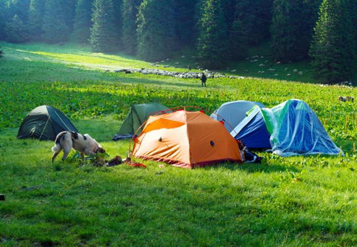 Jeder Campingplatz wird dem Vierbeiner gefallen. (Foto: shutterstock - Roman Mikhailiuk)