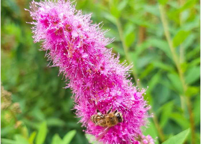 Eine echte Zündkerze ersetzt keine Attrappe, versuchen Sie dies also bitte auf keinen Fall! (Foto: shutterstock - Fabian Junge)